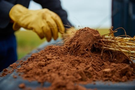 Closeup of healthy soil being used to grow wheat