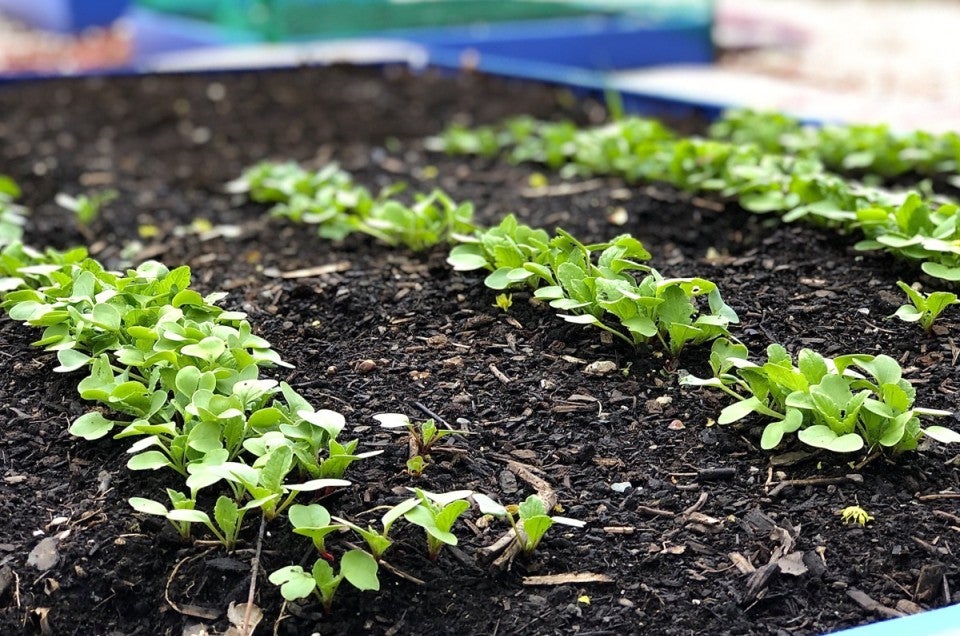 Lettuce growing in a garden