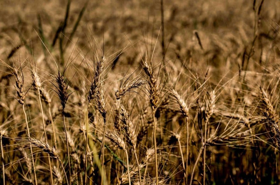 Rye in the field