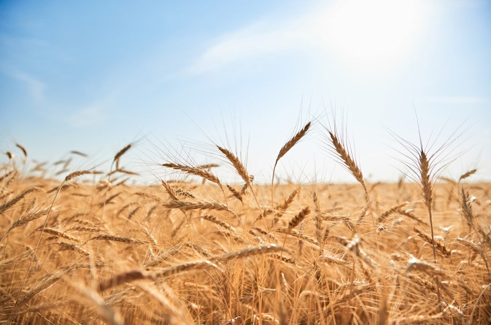 A wheat field shown on a sunny day under a blue sky.