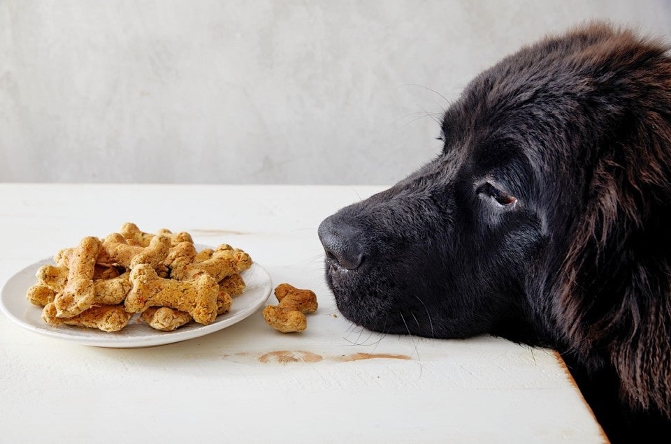 black dog dog treats