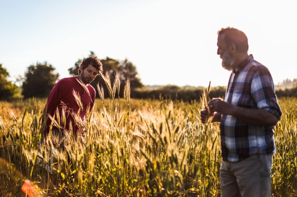 Two men standing in a wheat field