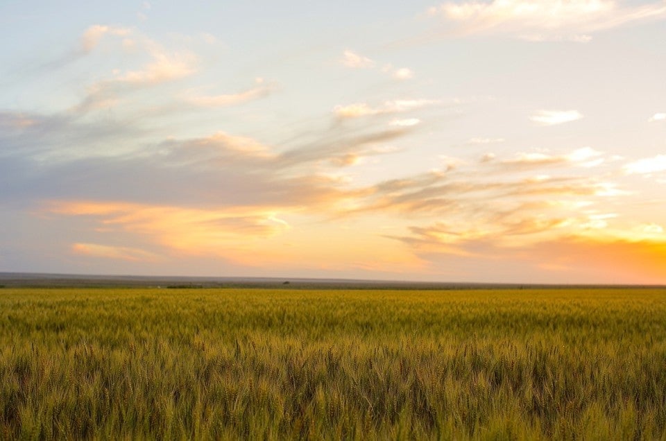 Identity-preserved wheat via @kingarthurflour