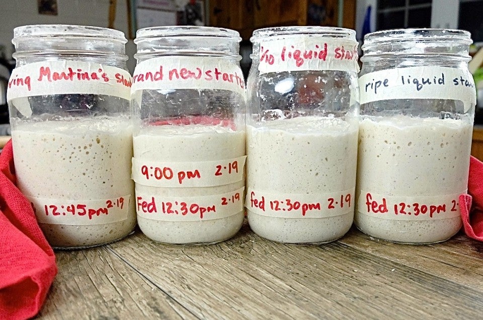 Sourdough Starter Troubleshooting King Arthur Baking