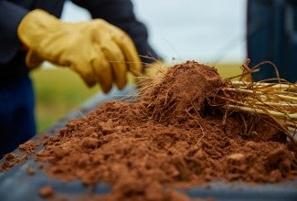 Closeup of healthy soil being used to grow wheat