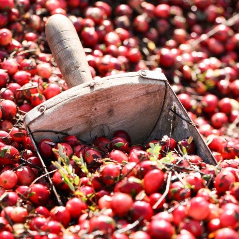 A scoop with cranberries - select to zoom