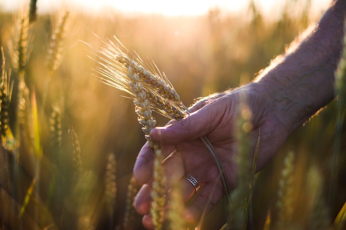 Hand brushing over wheat growing in the field