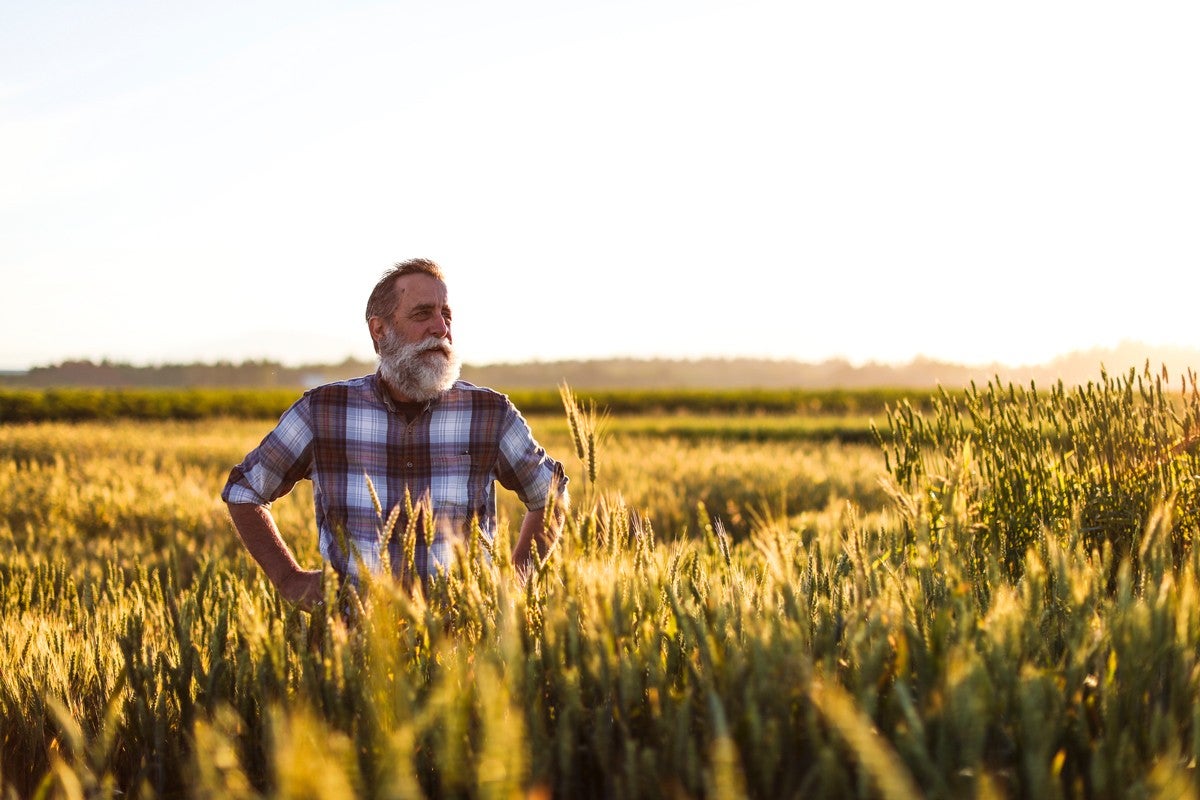 Stephen Jones in a wheat field