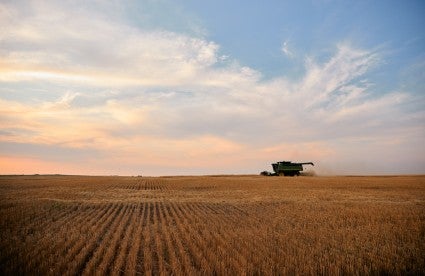 Wheat being harvested in the field