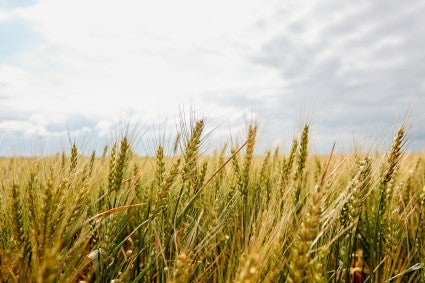 Field of wheat with a blue sky in the background.