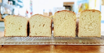 Four loaves of white bread, made with four different types of milk, lined up side by side to show texture and growth. 