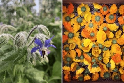 Borage and calendula