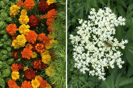 Marigolds and elderflowers