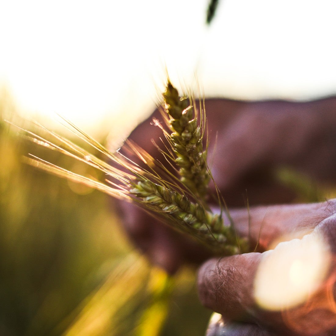 Wheat grains